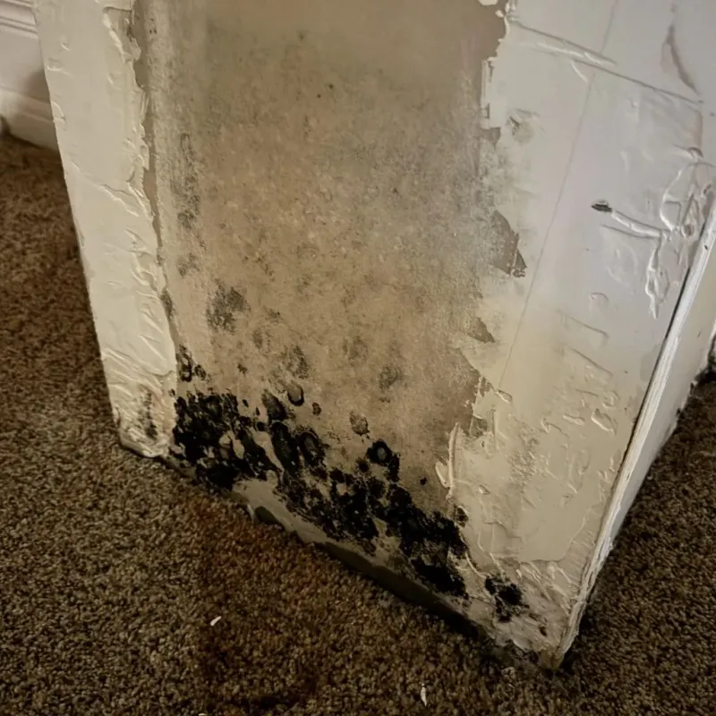 Professional Mold Removal in Euharlee, GA